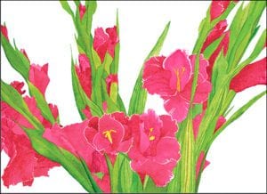 Gladiolas Note Cards