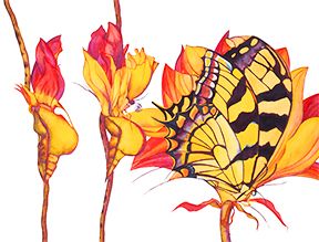 Metamorphogenesis Nascimiento Ltd. Ed. (14 x 20) - Image 2