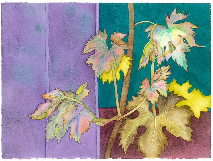 Grape Vine Leafing Out Ltd. Ed. Print