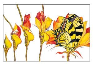 Metamorphogenesis Cards