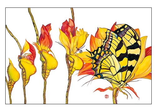 Metamorphogenesis Cards