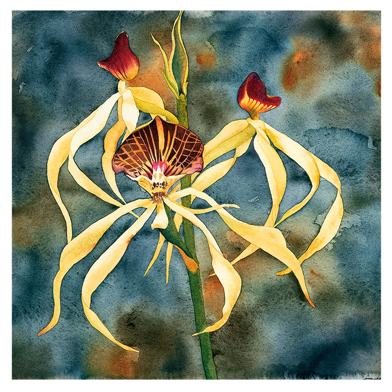 Yellow spider orchid in a mottled green background