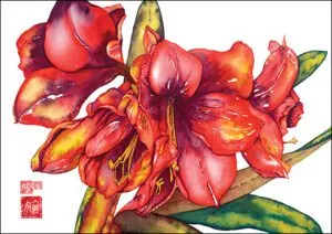 Leaning Amaryllis Cards