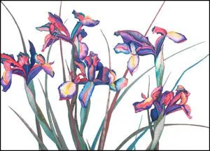 French Iris Cards