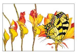 Metamorphogenesis Cards